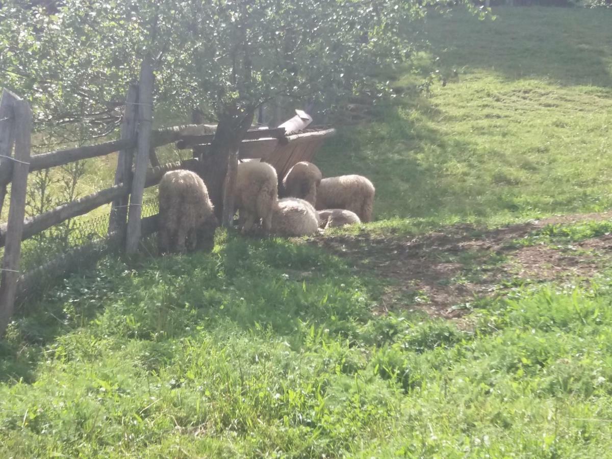 Pensiunea Vladut Bran  Buitenkant foto